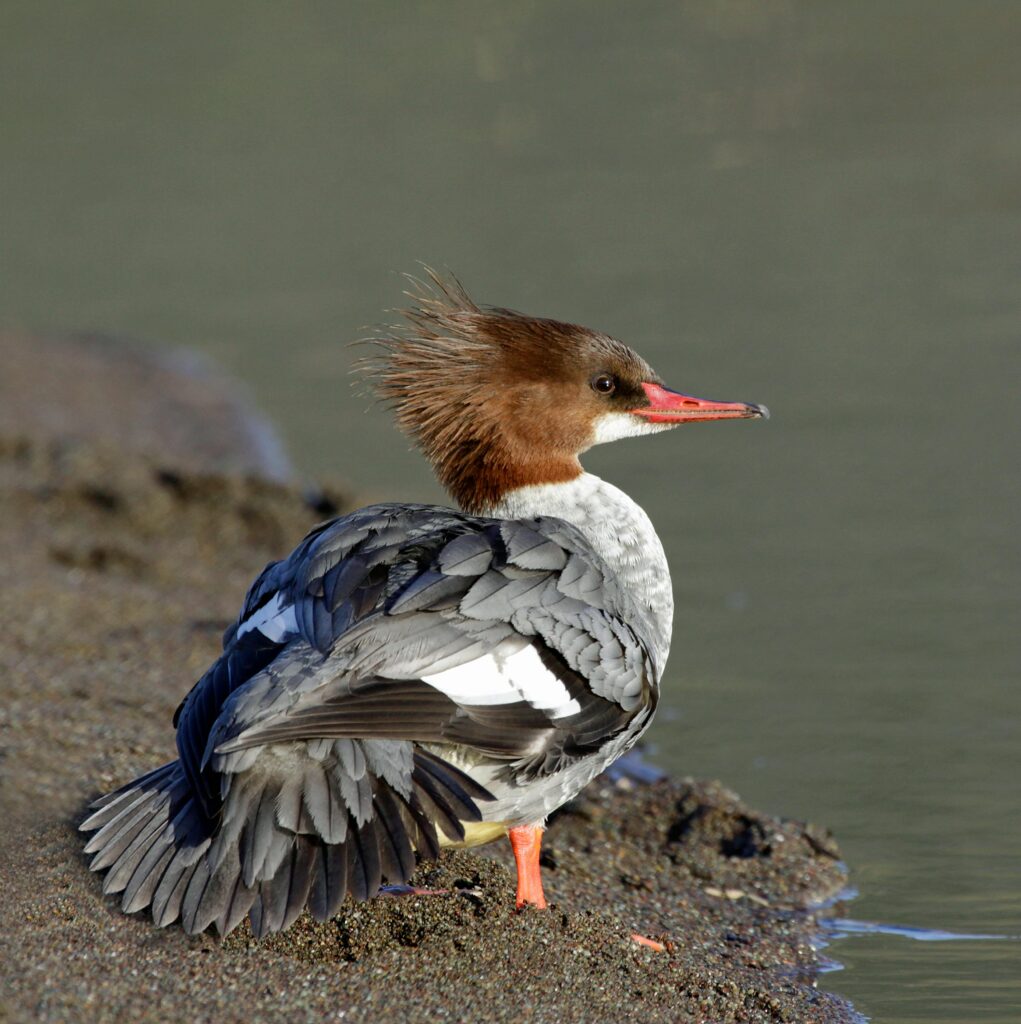 Female common merganser