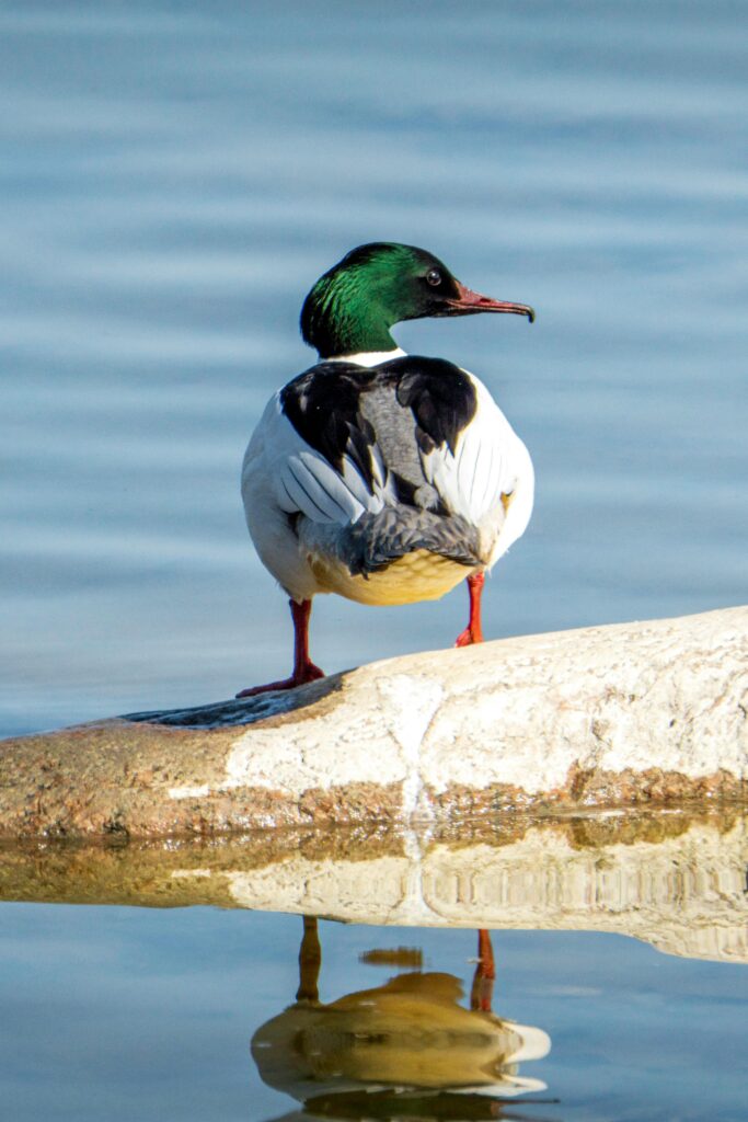 Male common merganser